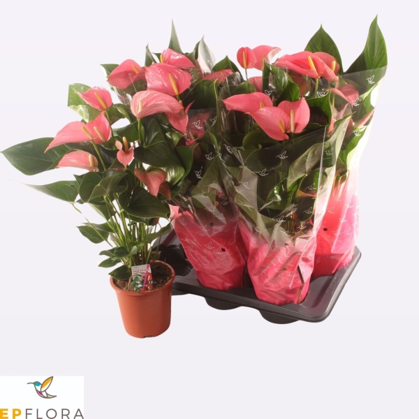Anthurium /17 cm Pink Explosion